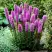 Лиатрис РОЗЕА колосковая в Могилёве