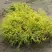 Кипарисовик ГОЛДЕН МОП горохоплодный в Могилёве