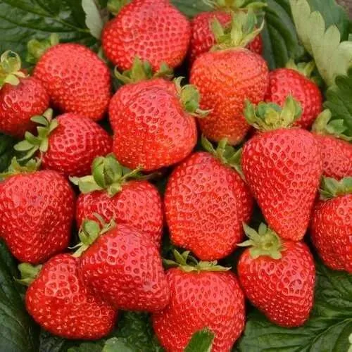 Клубника САН АНДРЕАС ремонтантная  Клубника САН АНДРЕАС ремонтантная в Могилёве