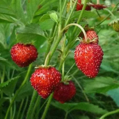 Земляника АЛЬПИЙСКАЯ  Земляника АЛЬПИЙСКАЯ в Могилёве