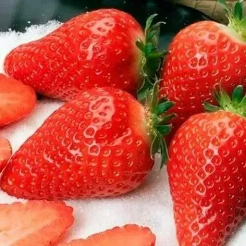 Клубника АЛЬБА  Клубника АЛЬБА в Могилёве