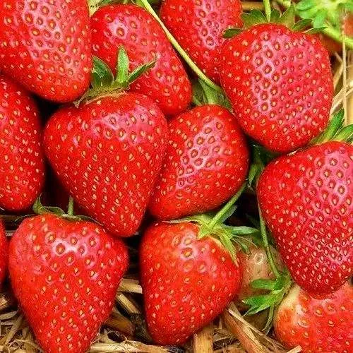 Клубника КВИКИ  Клубника КВИКИ в Могилёве