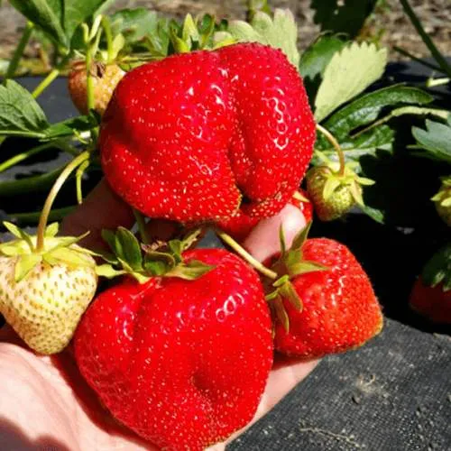 Клубника АПРИКА  Клубника АПРИКА в Могилёве