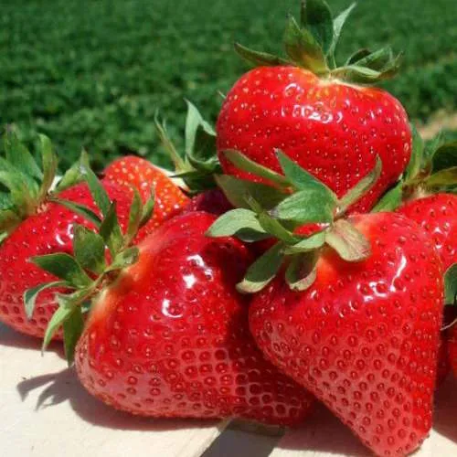 Клубника ДЖОЛИ  Клубника ДЖОЛИ в Могилёве