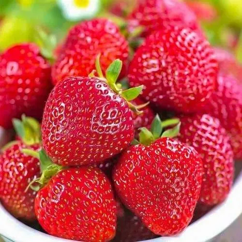 Клубника СИЛЬВИЯ  Клубника СИЛЬВИЯ в Могилёве