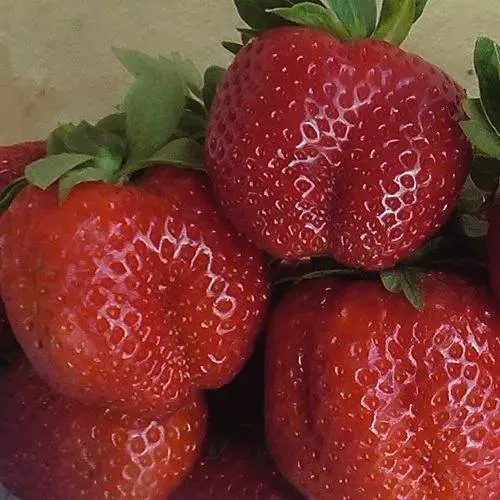 Клубника ДЕСТЕНИ  Клубника ДЕСТЕНИ в Могилёве