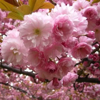 Вишня декоративная  Вишня декоративная в Могилёве