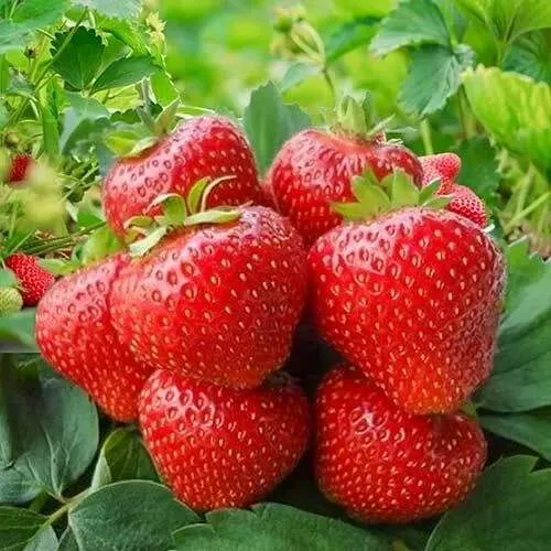 Клубника КИМБЕРЛИ  Клубника КИМБЕРЛИ в Могилёве