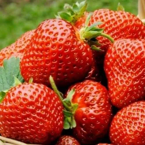 Клубника ФЛОРЕНС  Клубника ФЛОРЕНС в Могилёве