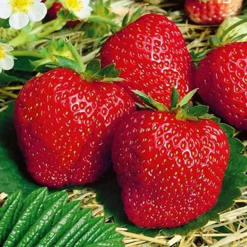 Клубника ВИМА ЗАНТА  Клубника ВИМА ЗАНТА в Могилёве