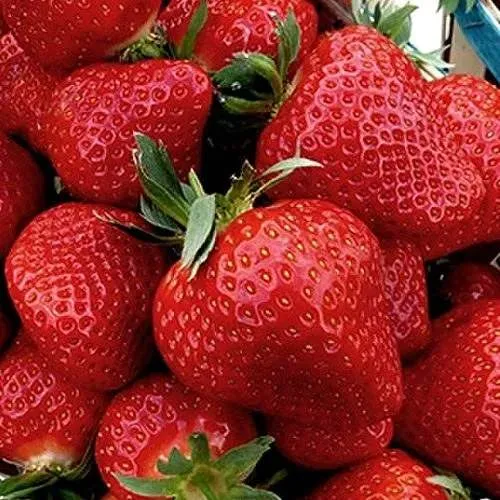 Клубника КЛЕРИ  Клубника КЛЕРИ в Могилёве