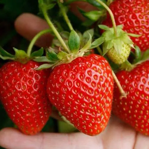 Клубника ПОРТОЛА ремонтантная  Клубника ПОРТОЛА ремонтантная в Могилёве