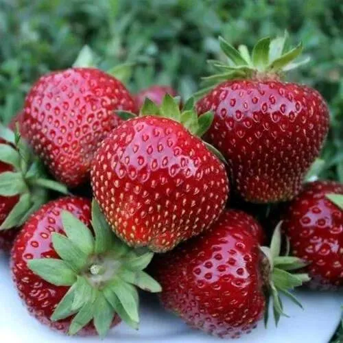 Клубника МАЛЬВИНА  Клубника МАЛЬВИНА в Могилёве