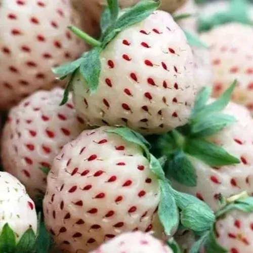 Клубника АНАНАСА ремонтантная  Клубника АНАНАСА ремонтантная в Могилёве