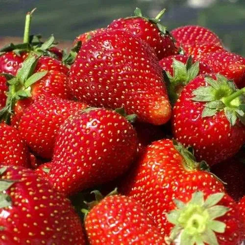 Клубника ПИРЧИНКЬЮ  Клубника ПИРЧИНКЬЮ в Могилёве