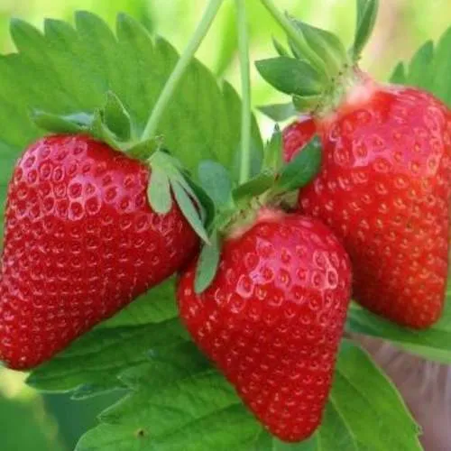 Клубника КЛОДИЯ  Клубника КЛОДИЯ в Могилёве