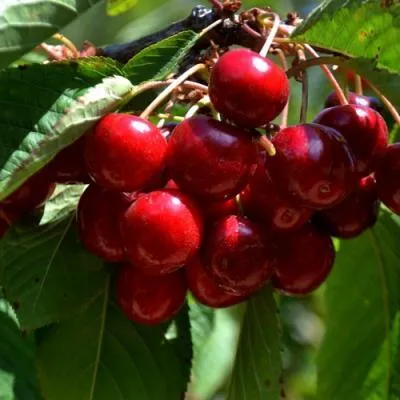 Вишня  Вишня в Могилёве