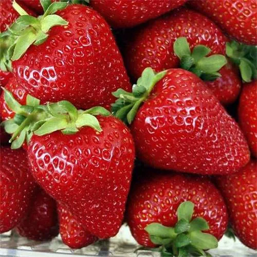 Клубника СКАЛА  Клубника СКАЛА в Могилёве