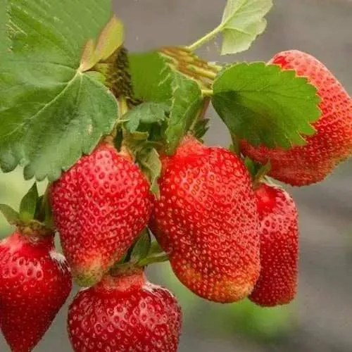 Клубника АЗИЯ  Клубника АЗИЯ в Могилёве