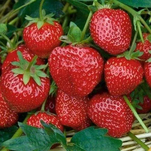 Клубника СЕЛЬВА ремонтантная  Клубника СЕЛЬВА ремонтантная в Могилёве