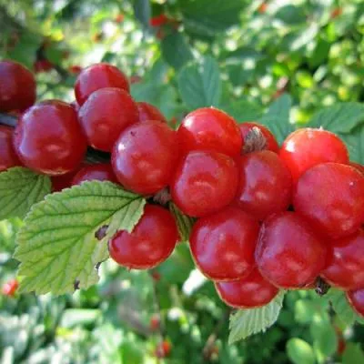 Вишня войлочная  Вишня войлочная в Могилёве