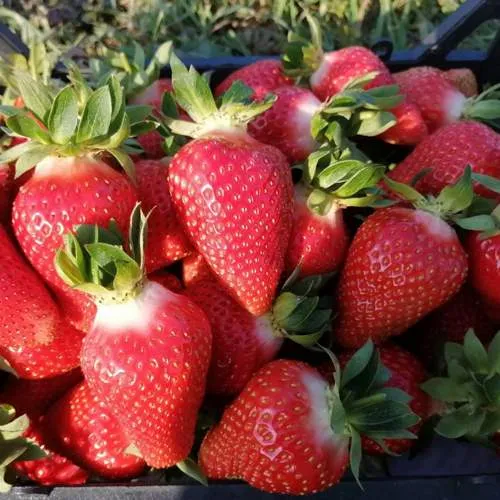 Клубника ЛЮЧИЯ  Клубника ЛЮЧИЯ в Могилёве