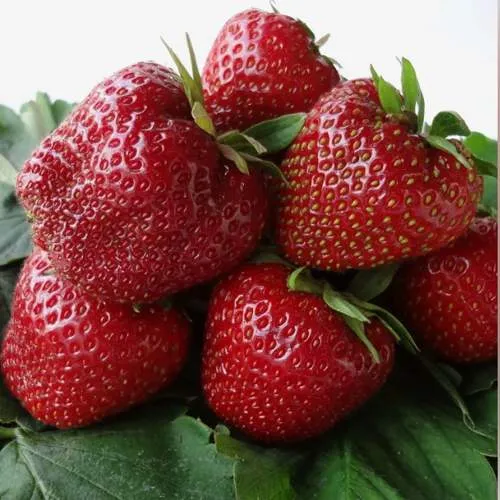 Клубника НАБИЛА  Клубника НАБИЛА в Могилёве