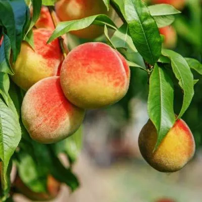 Персик  Персик в Могилёве