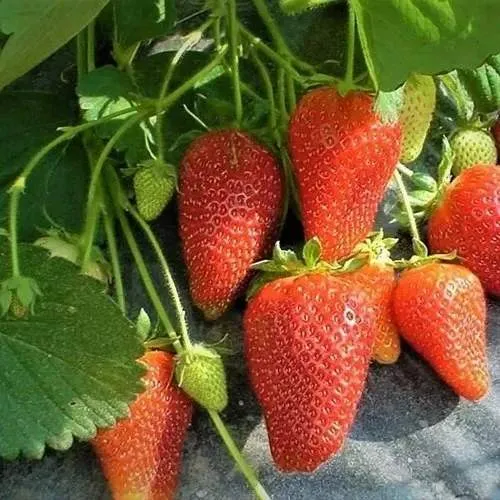 Клубника РОКСАНА  Клубника РОКСАНА в Могилёве