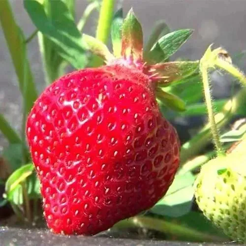 Клубника ХОНЕЙ  Клубника ХОНЕЙ в Могилёве