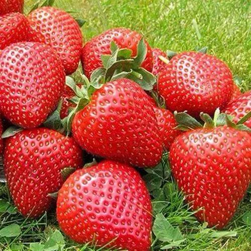 Клубника ЭЛИАНЕ  Клубника ЭЛИАНЕ в Могилёве