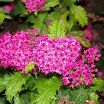 Спирея КРИСПА японская  Спирея КРИСПА японская в Могилёве