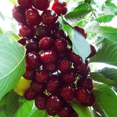 Вишня колонновидная  Вишня колонновидная в Могилёве