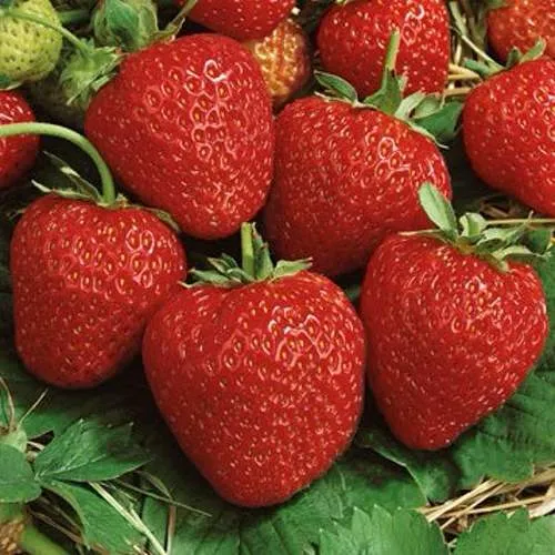 Клубника КОРОНА  Клубника КОРОНА в Могилёве