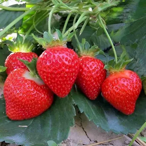 Клубника ТЕА  Клубника ТЕА в Могилёве