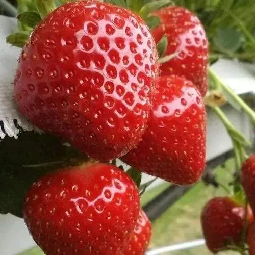 Клубника АРГЕНТЕРА  Клубника АРГЕНТЕРА в Могилёве