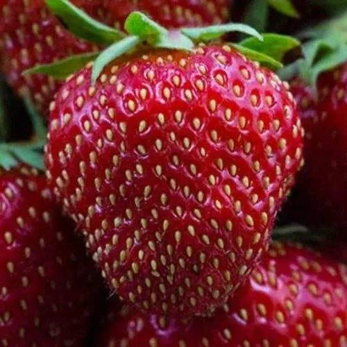 Клубника НАНДИ  Клубника НАНДИ в Могилёве