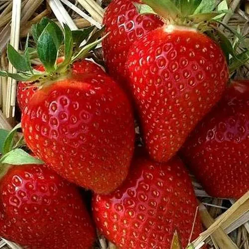 Клубника СИБИЛЛА  Клубника СИБИЛЛА в Могилёве