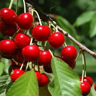 Вишня кустовая  Вишня кустовая в Могилёве