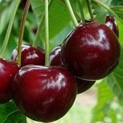 Вишня МИЛАВИЦА  Вишня МИЛАВИЦА в Могилёве