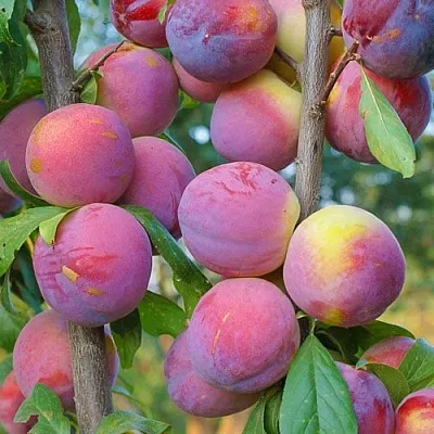 Слива КОЛОННОВИДНАЯ  Слива КОЛОННОВИДНАЯ в Могилёве