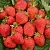 Клубника САН АНДРЕАС ремонтантная в Могилёве