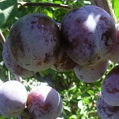 Слива РЕНКЛОД ХАРИТОНОВОЙ  Слива РЕНКЛОД ХАРИТОНОВОЙ в Могилёве