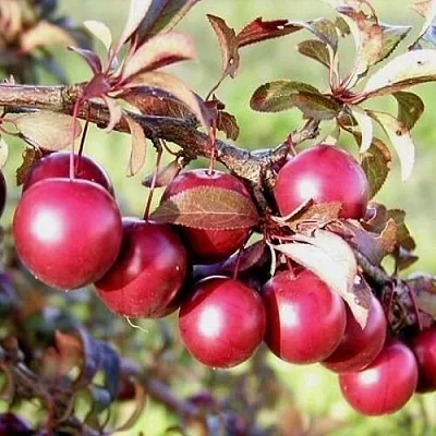 Слива ПИССАРДИ Слива ПИССАРДИ