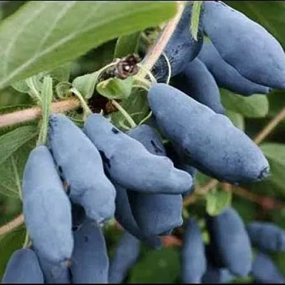 Жимолость съедобная СИНИЙ ШАРИК в Могилёве