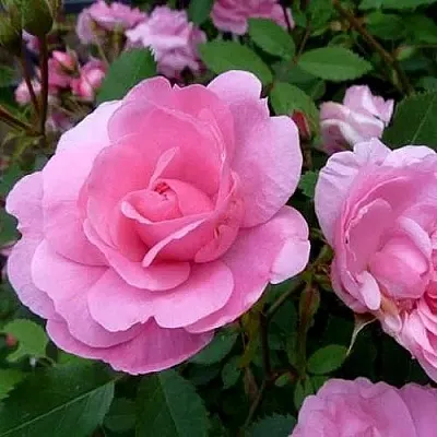 Роза ДЖОН ДЭВИС плетистая в Могилёве