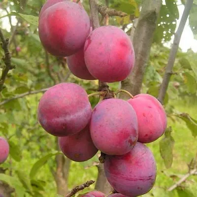 Слива ЭДИНБУРГСКАЯ  Слива ЭДИНБУРГСКАЯ в Могилёве