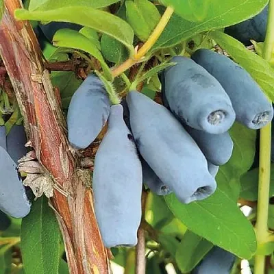 Жимолость съедобная ВОСТОРГ в Могилёве