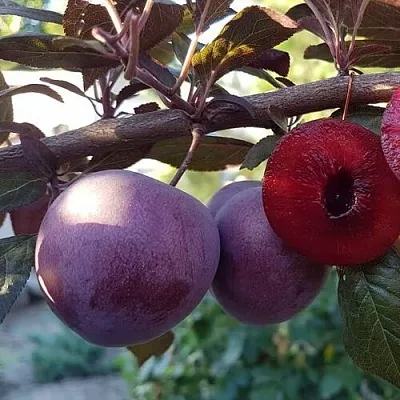 Слива ПАННА  Слива ПАННА в Могилёве