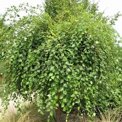 Береза САММЕР КАСКАД черная  Береза САММЕР КАСКАД черная в Могилёве